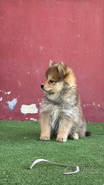 Cuccioli di pomsky
