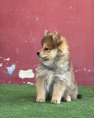 Cuccioli di pomsky
