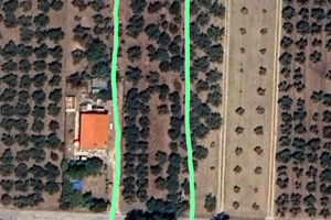 Uliveto c.a. 2600 mq