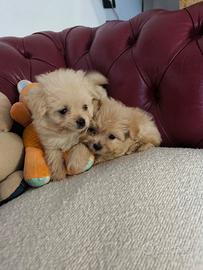 Pomapoo