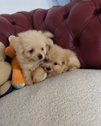 Pomapoo