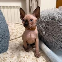 Cuccioli Sphynx