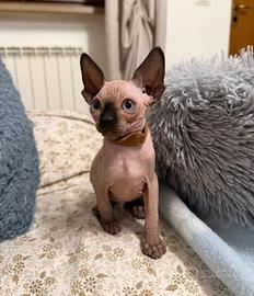 Cuccioli Sphynx