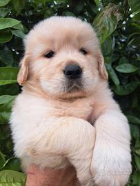 Golden retriver