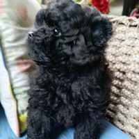 Pomapoo