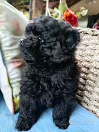 Pomapoo