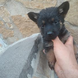 Cucciolo di pastore tedesco femmina
