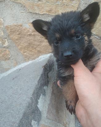 Cucciolo di pastore tedesco femmina
