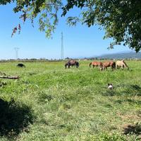 Stallatico di cavallo