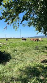 Stallatico di cavallo