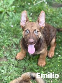 8 LUPACCHIOTTI cuccioli super simpatici