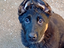 Immagine 6