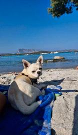 Chihuahua per accoppiamento. maschio