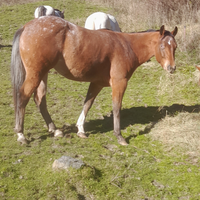 Cavalla appaloosa