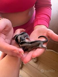 Petauri dello zucchero