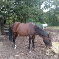 Cavalla dì 5 anni
