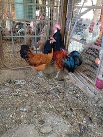 VORWEK *pulcini 1 e 2 mesi