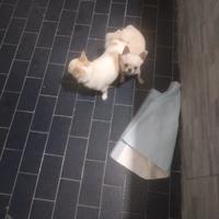 Chihuahua monta