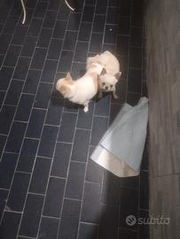 Chihuahua monta