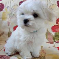 Cagnolino Maltese Baby