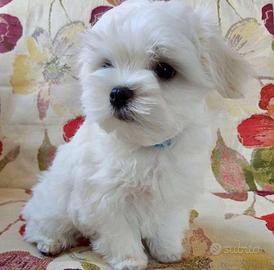 Cagnolino Maltese Baby