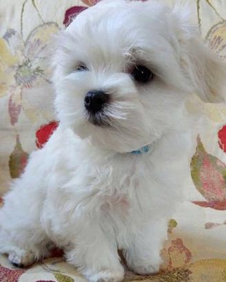 Cagnolino Maltese Baby
