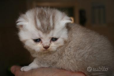 Gattini di pura razza british shorthair di 3 mesi