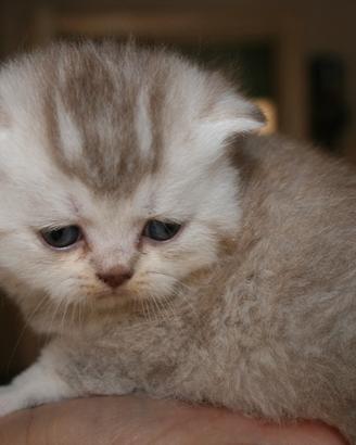 Gattini di pura razza british shorthair di 3 mesi