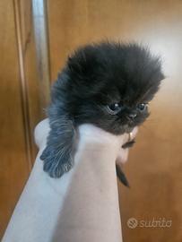 Gatto persiano nero