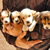 Cuccioli Beagle con pedigree