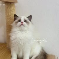 Ragdoll con riproduzione