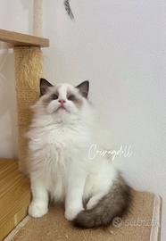 Ragdoll con riproduzione