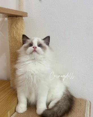 Ragdoll con riproduzione