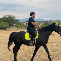 Cavallo castrone sella italiana