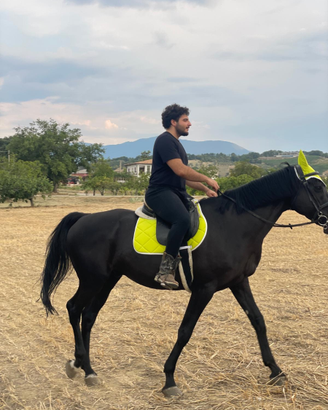 Cavallo castrone sella italiana