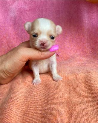 Cucciola chihuahua mini pelo lungo