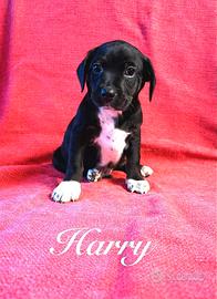 7 cuccioli tg M mix segugio in adozione