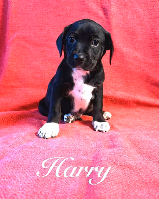 7 cuccioli tg M mix segugio in adozione