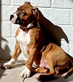 American staffordshire terrier