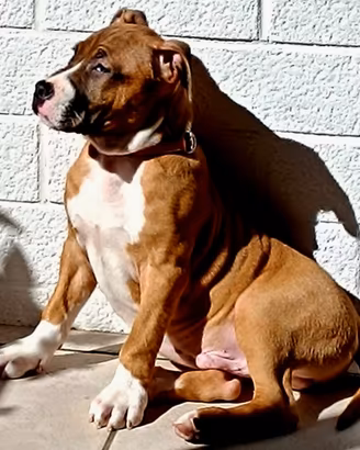 American staffordshire terrier
