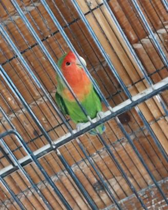 Coppia inseparabili roseicollis NT