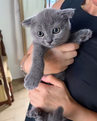 Gatta femmina