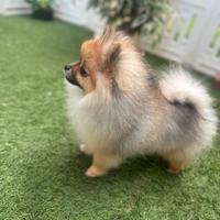 Volpino di Pomerania