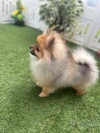 Volpino di Pomerania