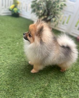 Volpino di Pomerania