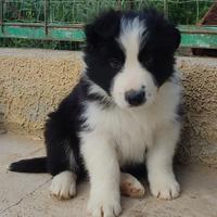 Cucciolo Border Collie