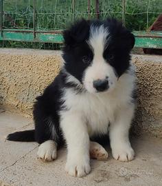 Cucciolo Border Collie