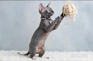 Mirtillo cucciolo sphynx blu solido