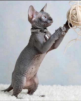 Mirtillo cucciolo sphynx blu solido