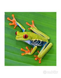 Agalychnis Callidryas Raganella dagli occhi rossi